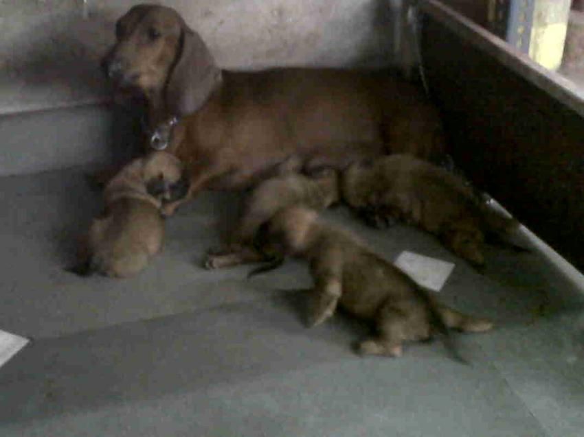 pug for sale rs 5000 dachshund pug cross breed sale pug for sale rs 5000 dachshund pug cross breed sale