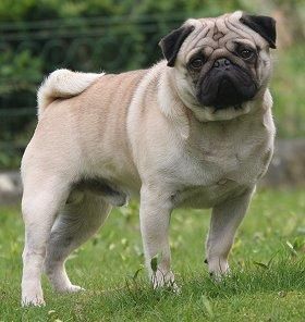 baby pug price in india 8 month pug baby pug price in india 8 month pug