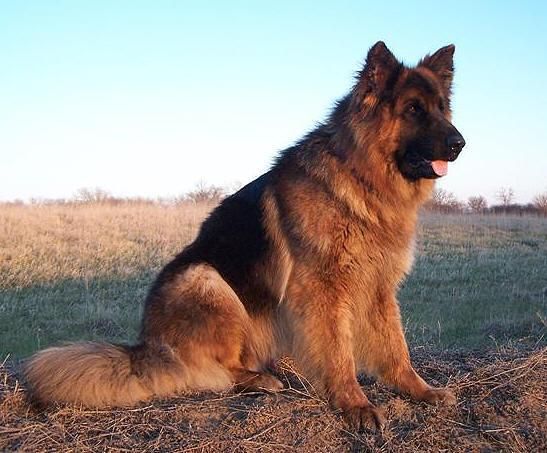 haired german shepherd puppy coat german shepherd puppies for sale 09718292706 haired german shepherd puppy coat german shepherd puppies for sale 09718292706