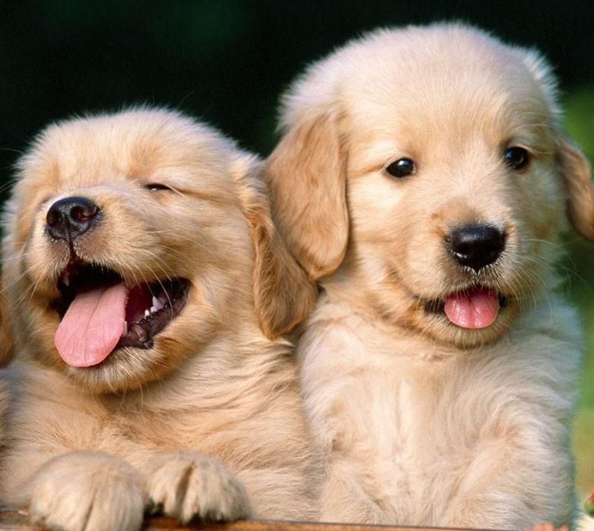 golden retriever puppies for sale in bangalore price puppies for sale available in bangalore golden retriever puppies for sale in bangalore price puppies for sale available in bangalore