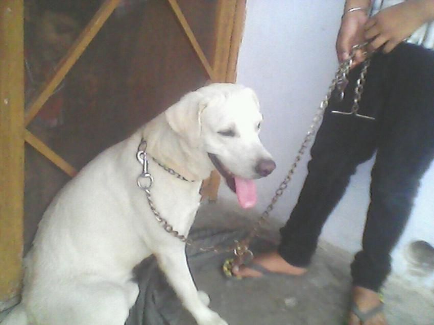 labra puppy labra is for sale 9999706582 labra puppy labra is for sale 9999706582