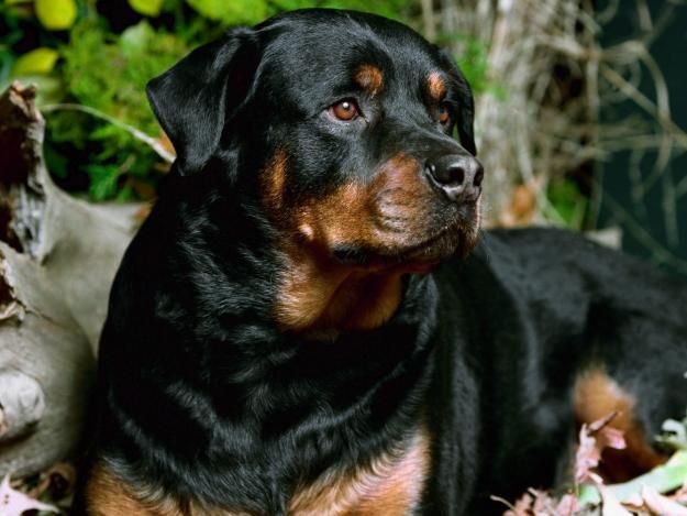 rottweiler price rottweiler price in india rottweiler price rottweiler price in india