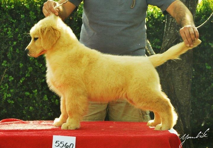 golden retriever puppies for sale in mumbai golden retriever puppies for sale by golden retriever breeders golden retriever puppies for sale in mumbai golden retriever puppies for sale by golden retriever breeders