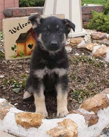 free german shepherd puppies for adoption home trained german shepherd for free adoption free german shepherd puppies for adoption home trained german shepherd for free adoption