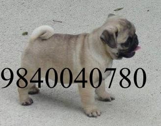 pug puppies for sale in chennai pug puppies sale chennai pug puppies for sale in chennai pug puppies sale chennai