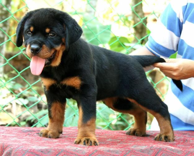 rottweiler puppies for sale indiana rottweiler puppies for sale in mumbai buy rottweiler dogs rottweiler puppies for sale indiana rottweiler puppies for sale in mumbai buy rottweiler dogs