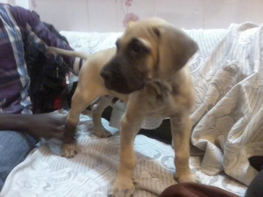 mastiff pug labrador boxer st barnard pug rottwheller mastiff mastiff mastiff pug labrador boxer st barnard pug rottwheller mastiff mastiff