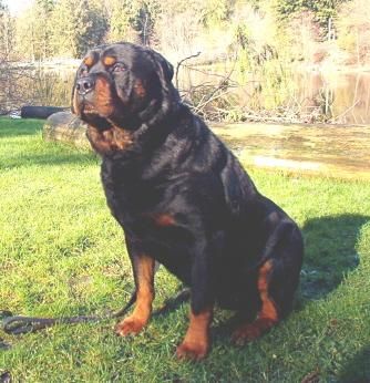 rottweiler kennels in india rottweiler puppies 4 sale in mumbai by rottweiler breeders india rottweiler kennels in india rottweiler puppies 4 sale in mumbai by rottweiler breeders india