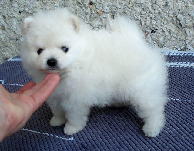 american eskimo puppy price american eskimo puppies for sale american eskimo puppy price american eskimo puppies for sale