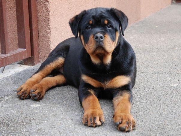 rottweiler kennels in india buy rottweiler puppies india photo rottweiler kennels in india buy rottweiler puppies india photo