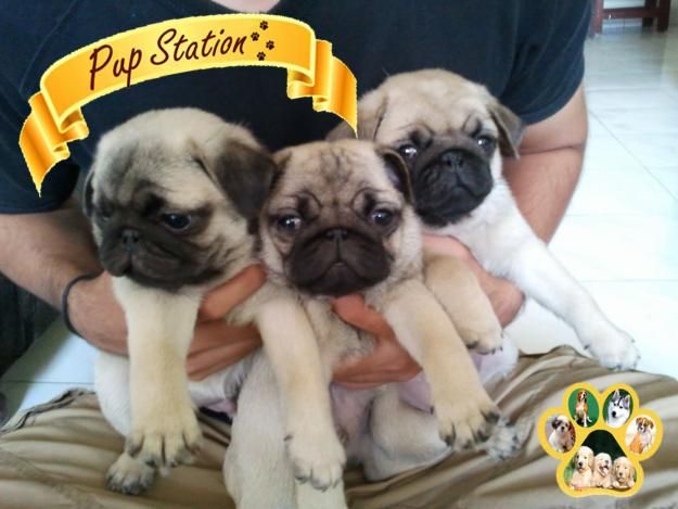 how to buy a pug puppy buy pug puppies in mumbai pug puppy for sale pup station 9920145077 duwhu how to buy a pug puppy buy pug puppies in mumbai pug puppy for sale pup station 9920145077 duwhu