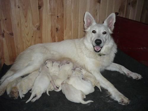 white german shepherd puppies price white german shepherd puppies for sale 7503987554 white german shepherd puppies price white german shepherd puppies for sale 7503987554