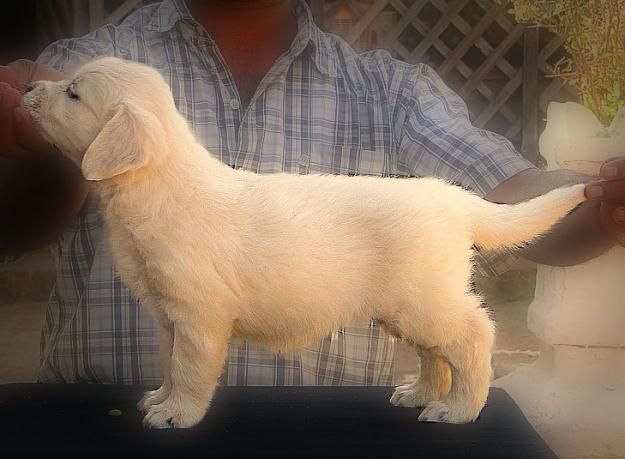 weaning golden retriever puppies golden retriever puppies out of uk import line is available for sale weaning golden retriever puppies golden retriever puppies out of uk import line is available for sale
